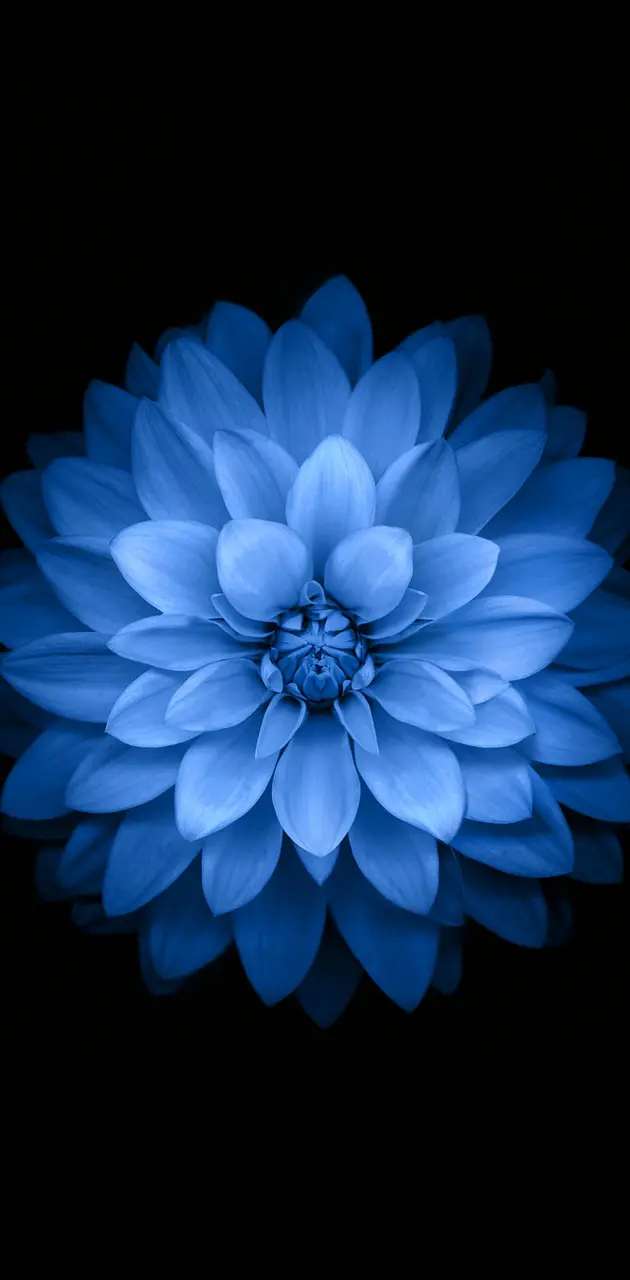 Apple lotus blue