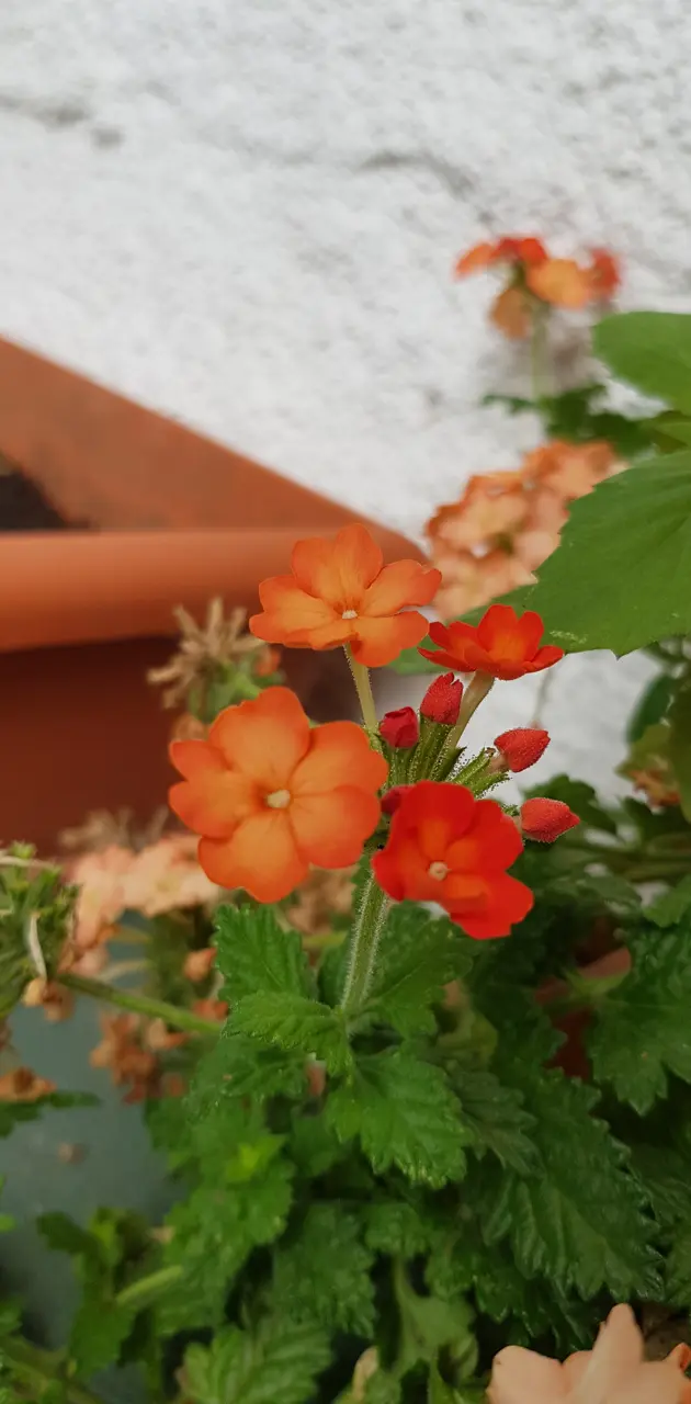 Flower orange