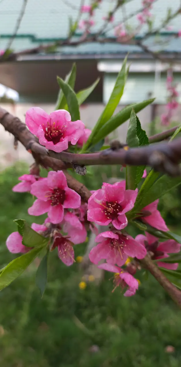 Peach tree blooming