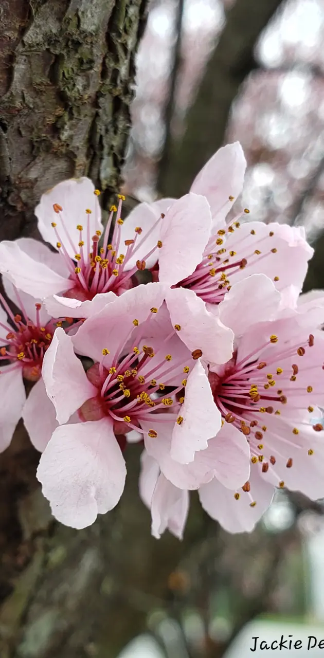 Pink blossoms 