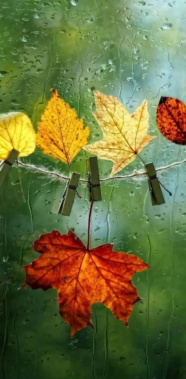 Hanged leaves