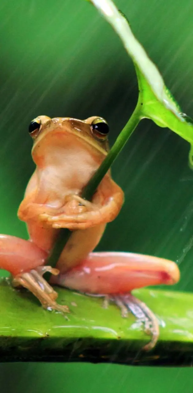Frog sitting in Rain