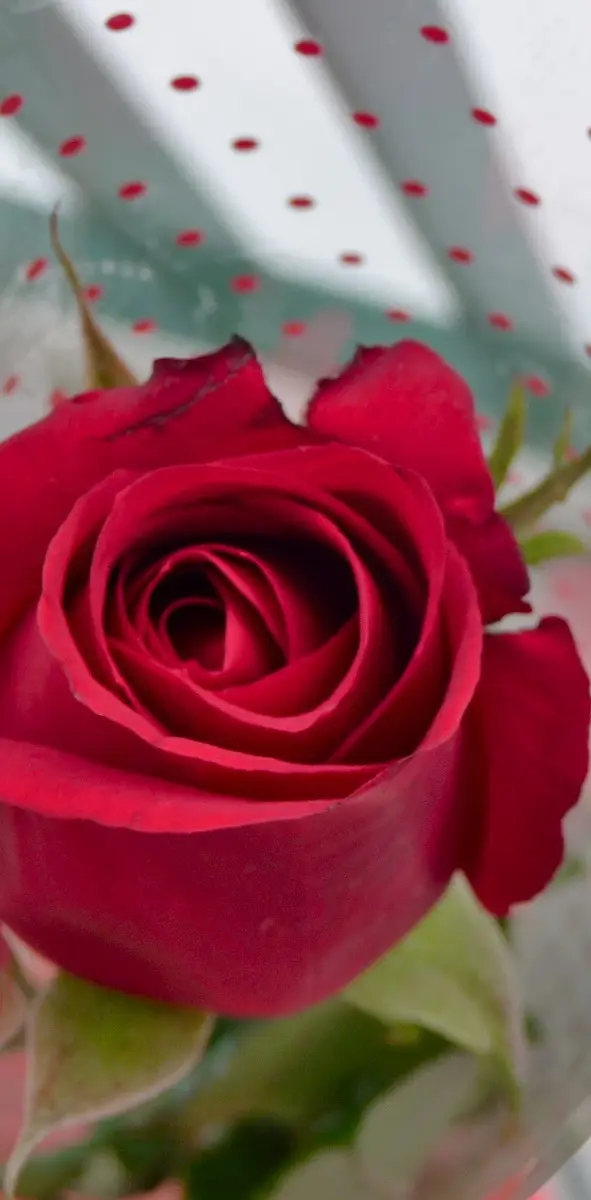 Beautifull Red Roses