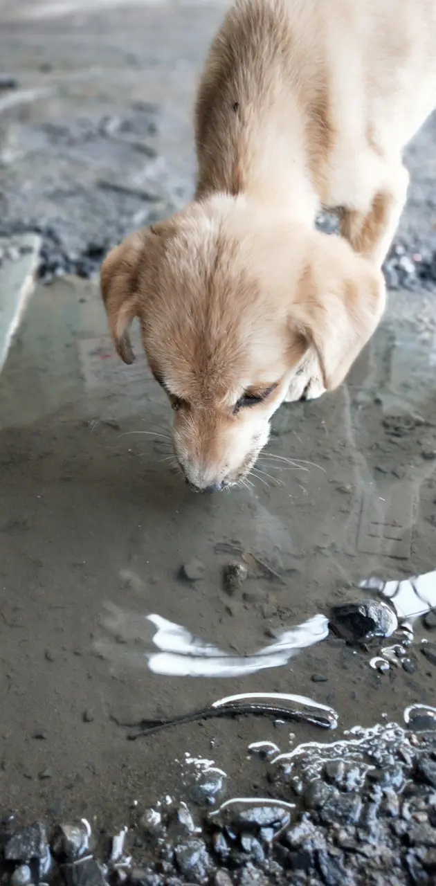 Puppy drinking water