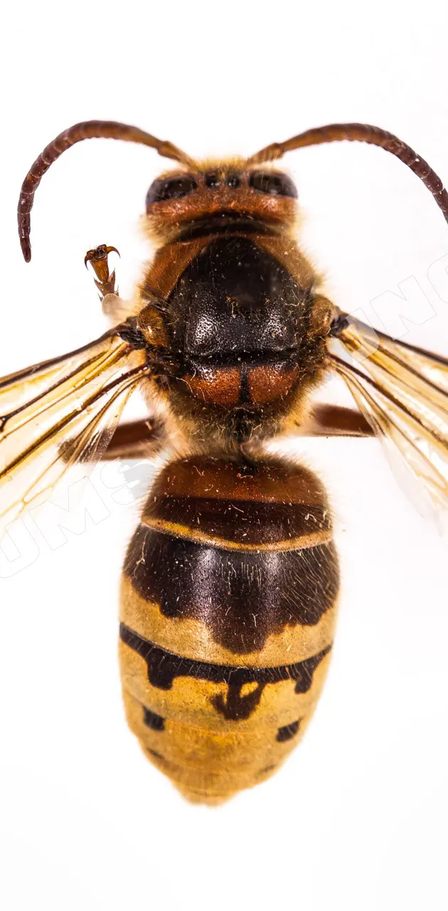 hornet from air