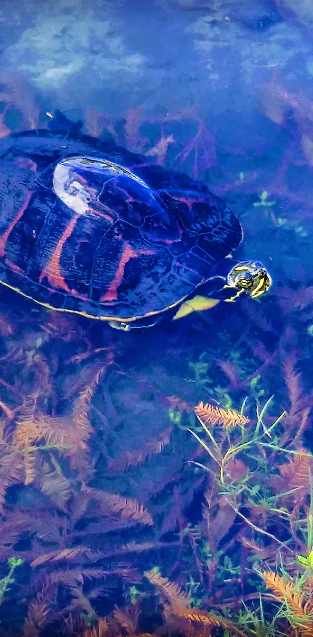 Florida turtle 