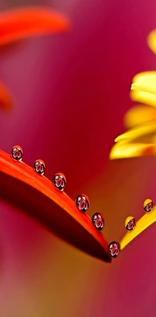 Flower Drops