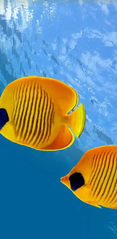 Yellow Se Fish