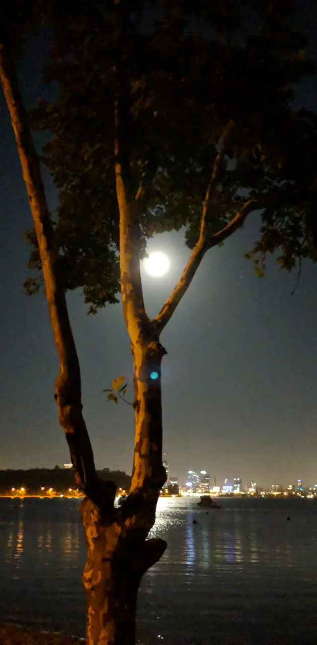 Tree moon