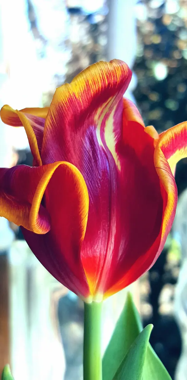 Now that is a tulip