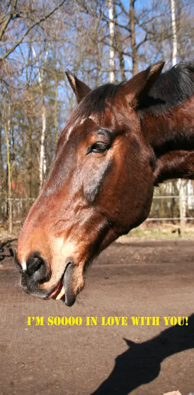 Horse In Love