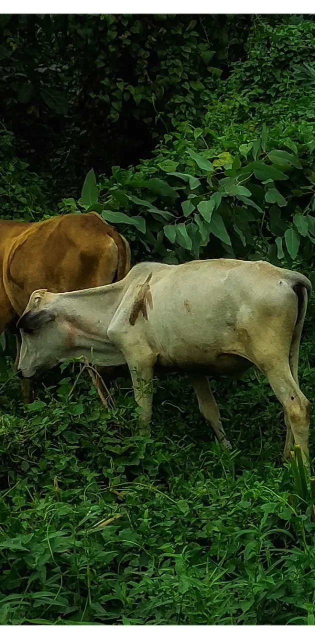 Cow in forest