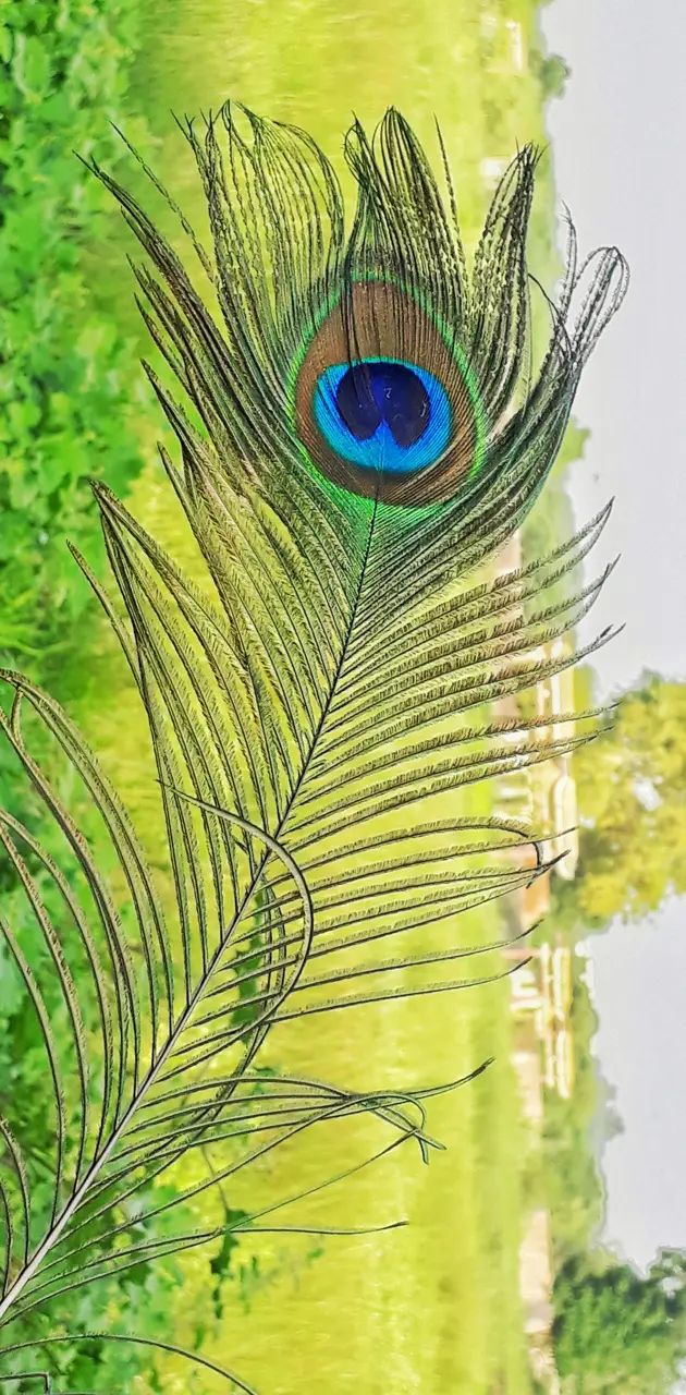 peacock feathers