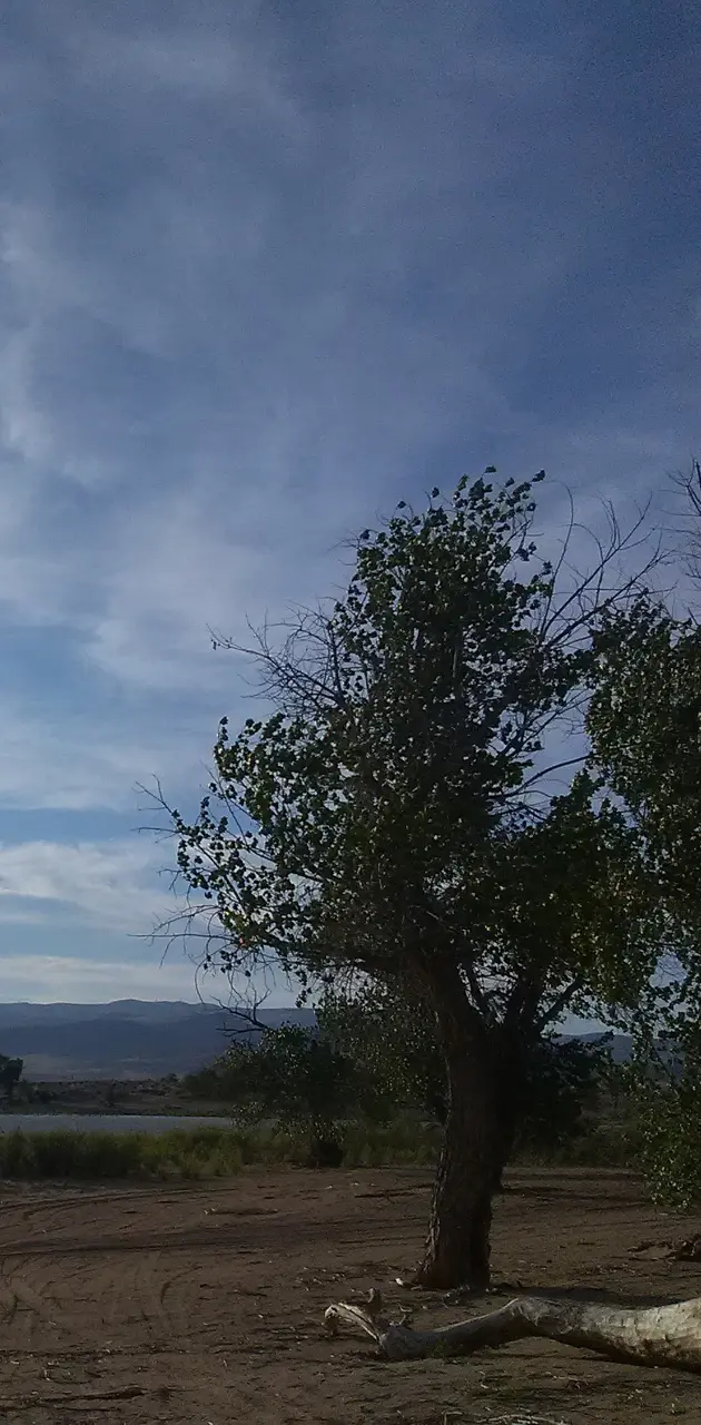 Nevada skies