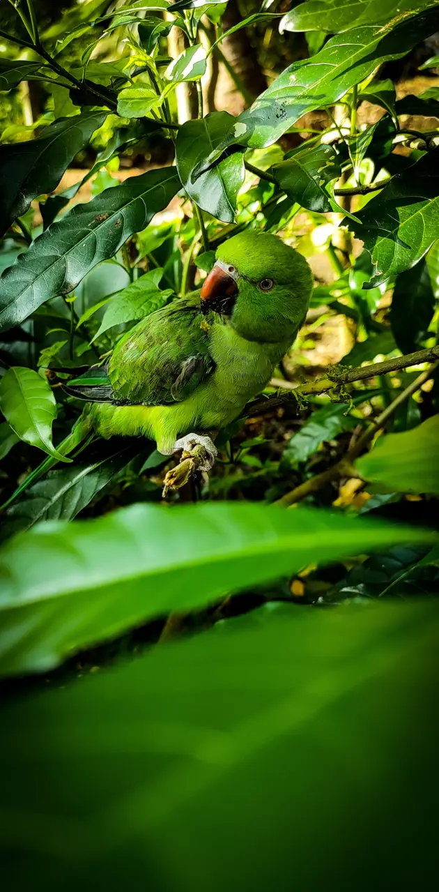 Green parrot natural 