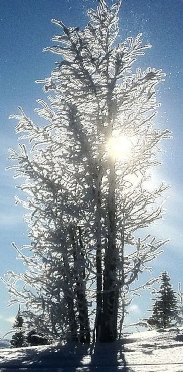 winter tree