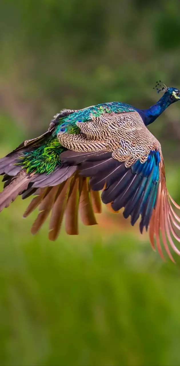 Flying Peacock