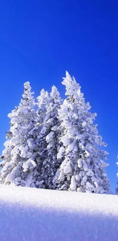 Frozen Pines