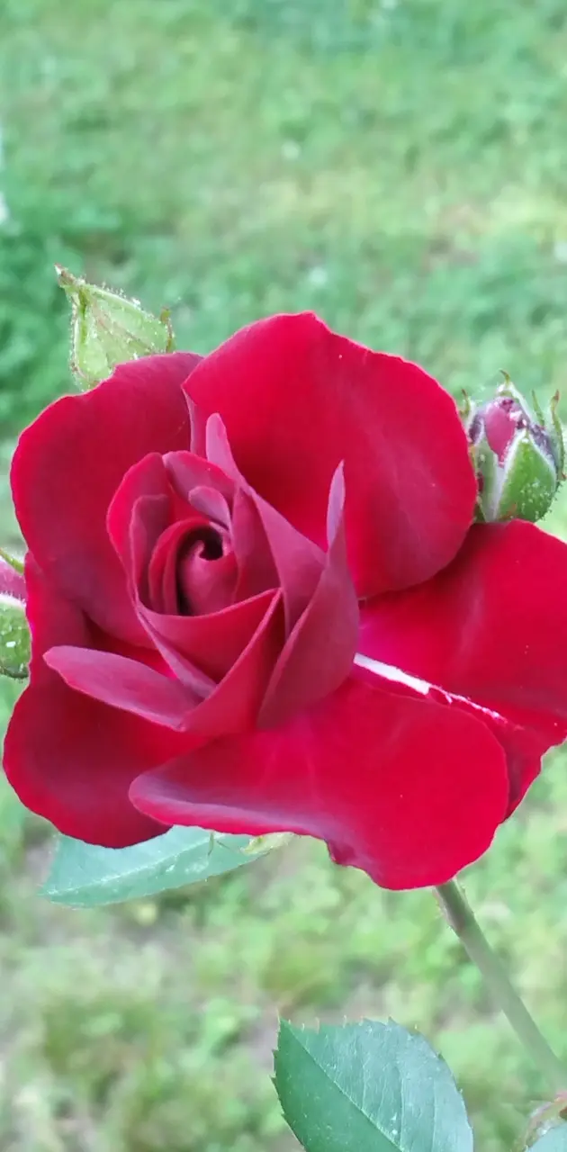 RosesAreRed
