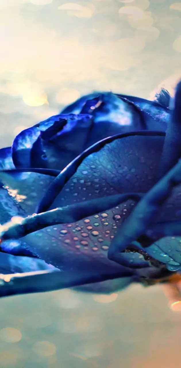 Blue Rose Hd