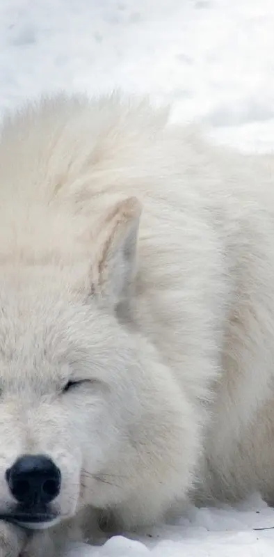 White wolf waiting