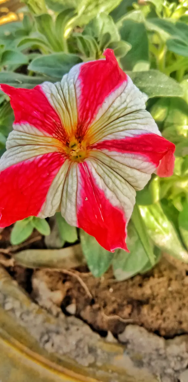 Colour ful flower