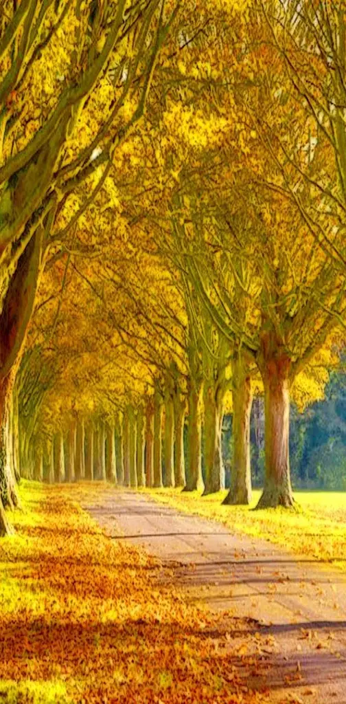 Tree Path