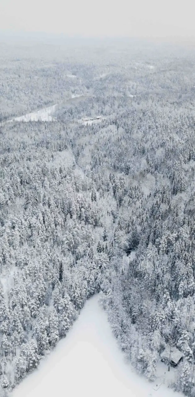 Bosque nevado