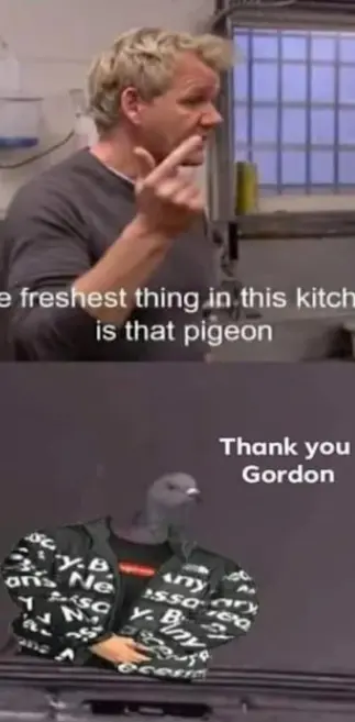 Fresh pigeon