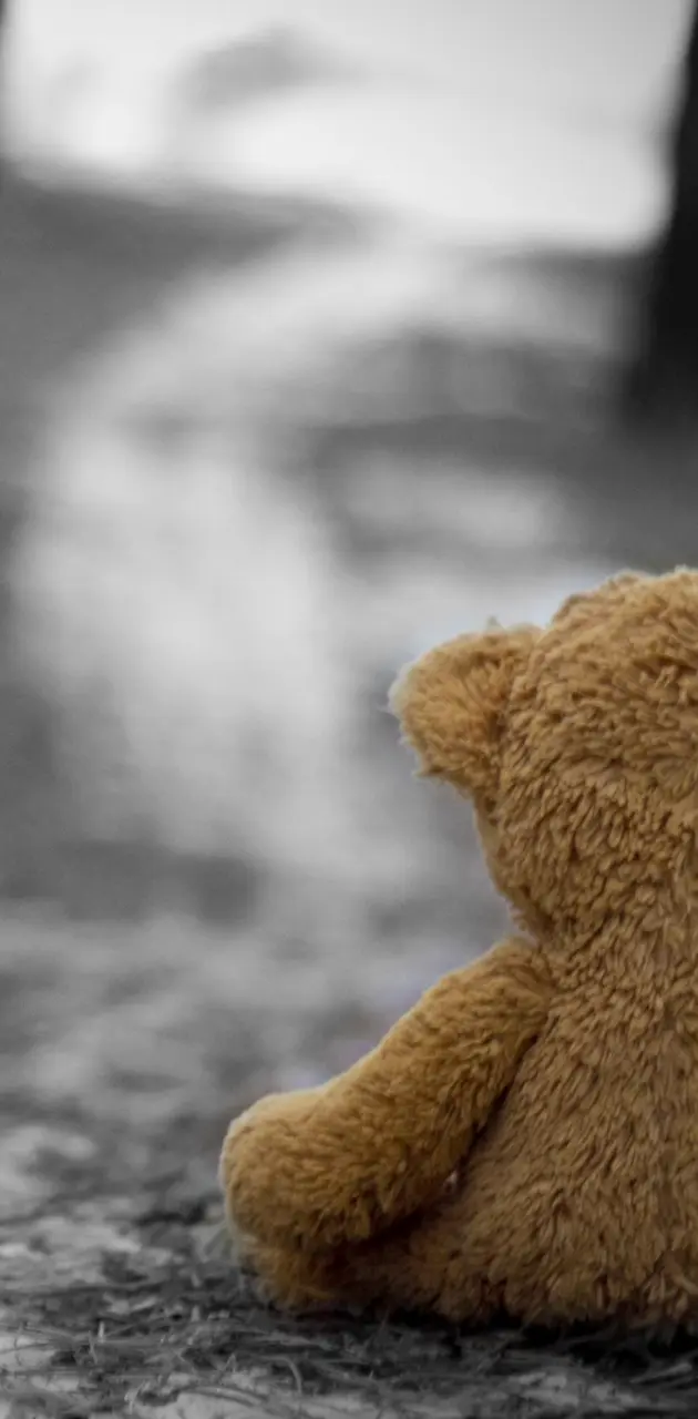 Lonely teddy