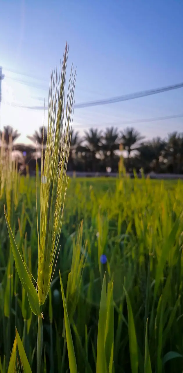 Wheatgrass 