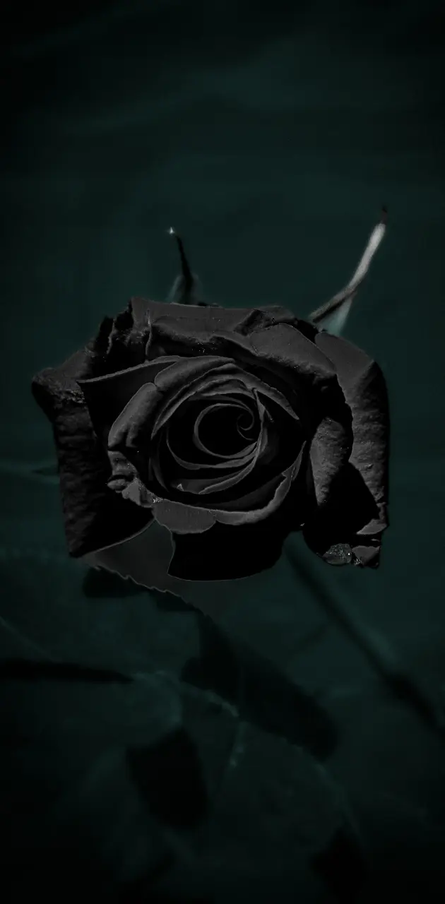 Dark Rose 🖤🖤🖤