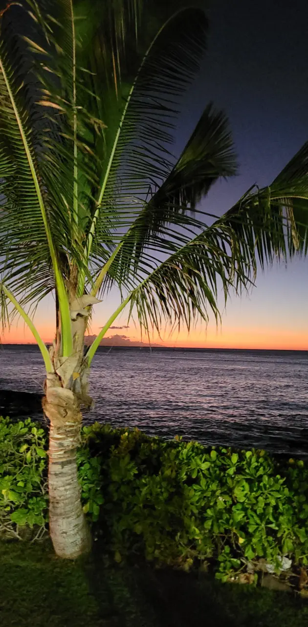 Palm Tree sunset