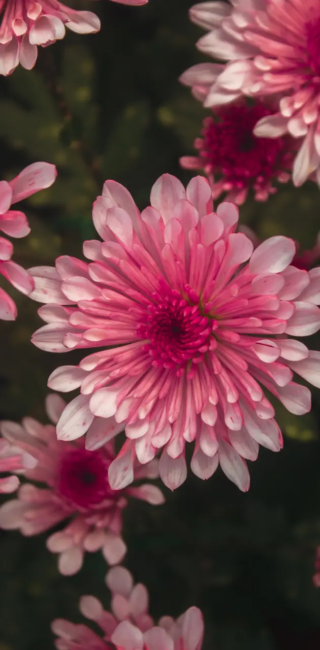 Pink Flower Chrysanthemum 