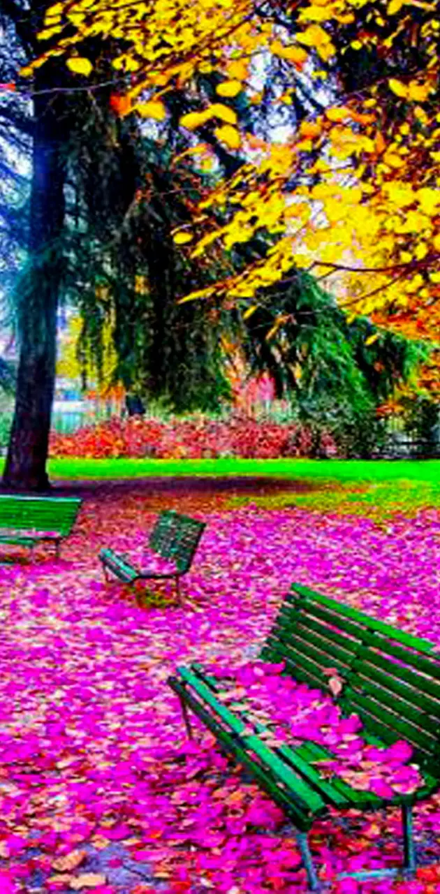 Pink Autumn Park