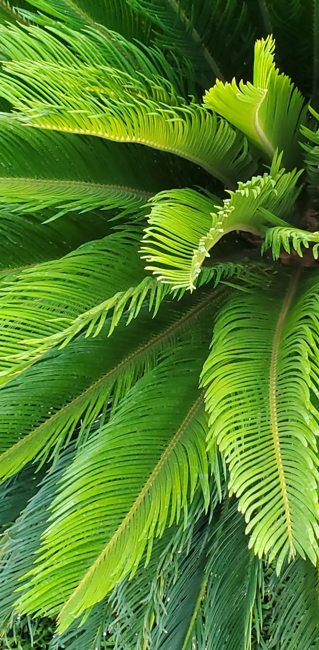 Palm leafs