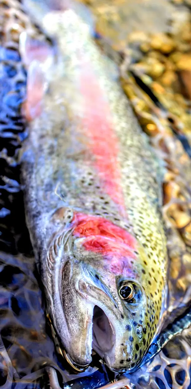 Dark rainbow trout
