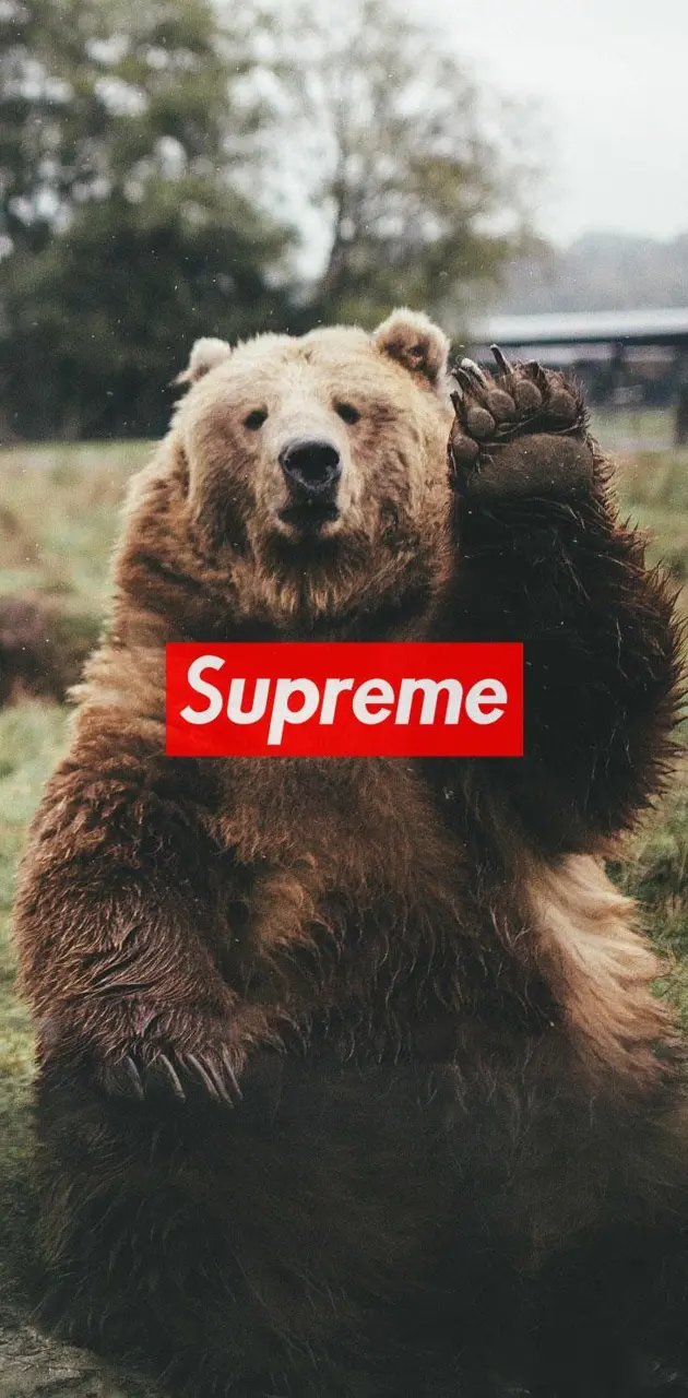 wallpaper supreme bear