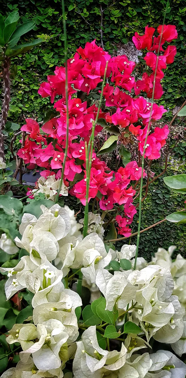Flores de jardin