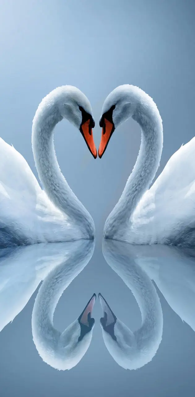 Swan Love Heart