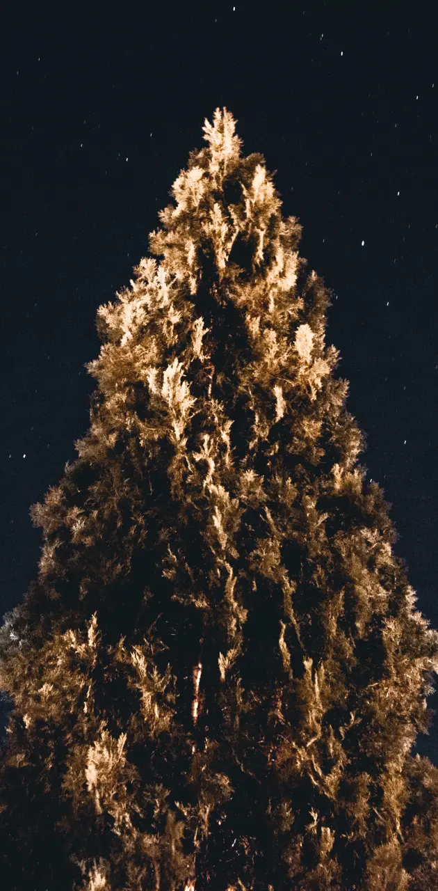 Tree under the stars