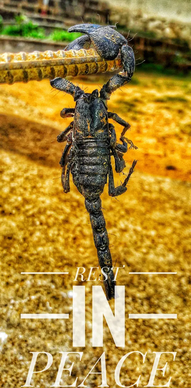 dead scorpion