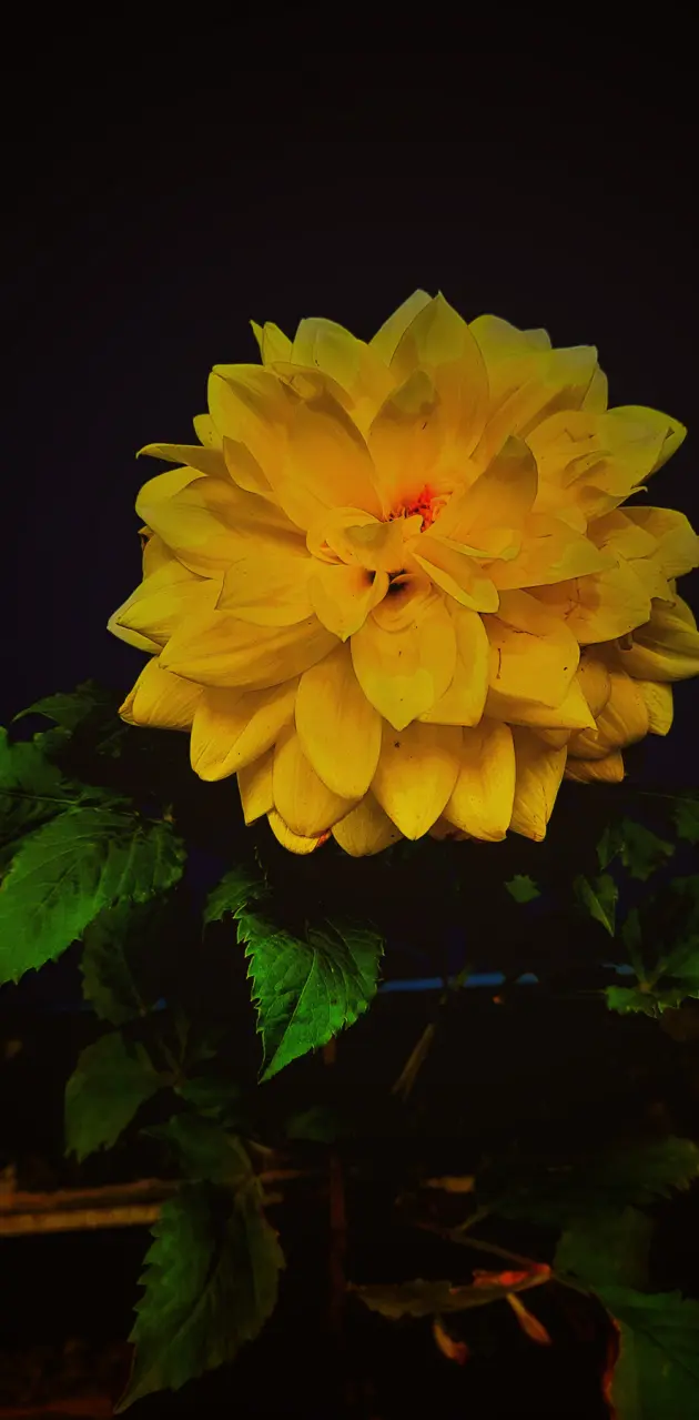 Yellow orange Flower