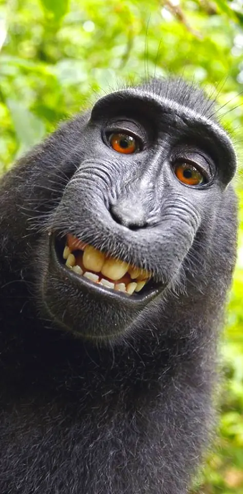 Monkey Selfie