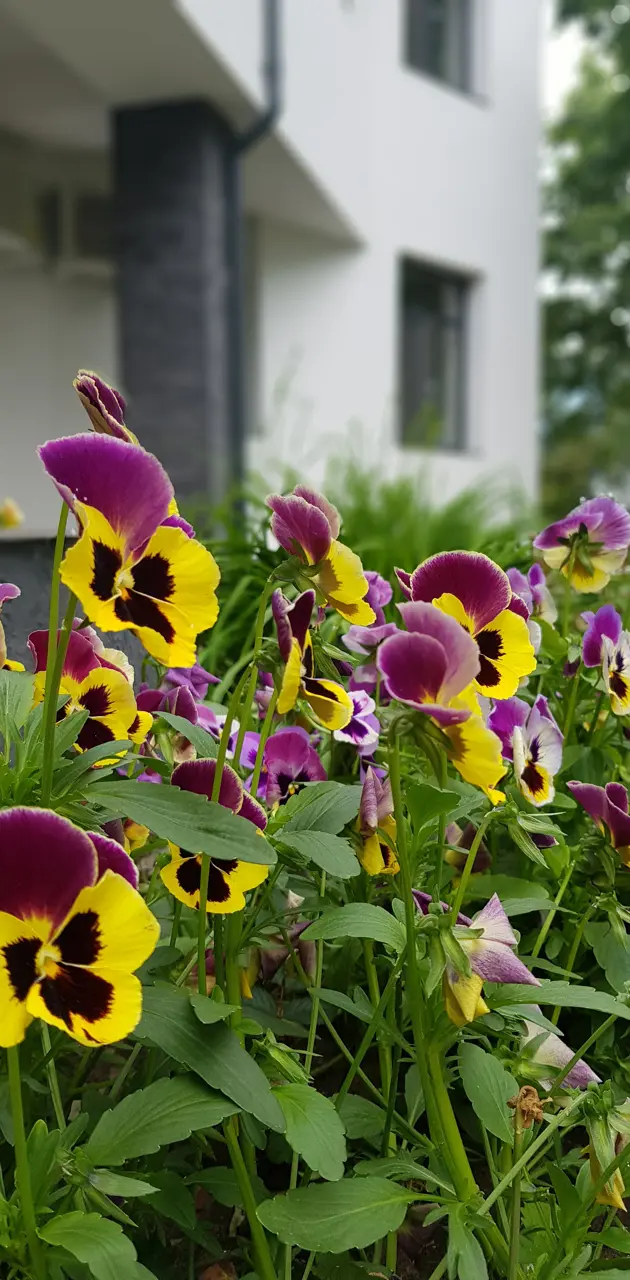 Pansy multicolored