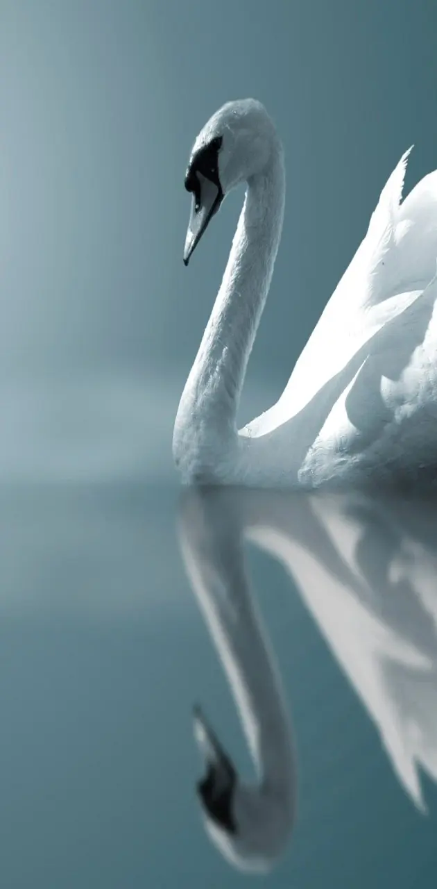 Beautiful Swan Hd
