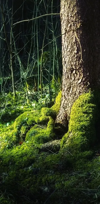 Forest Moss Hd