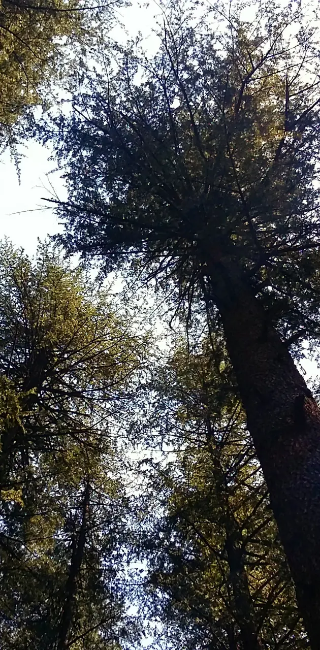 Trees of Manali