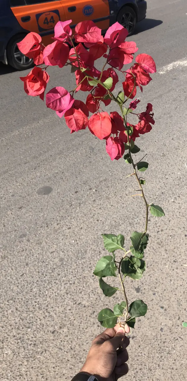red flower in street