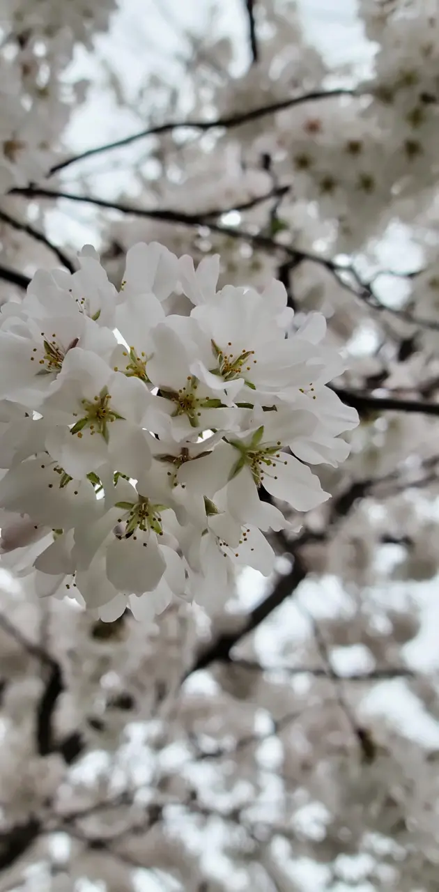 Cherry blossoms VA